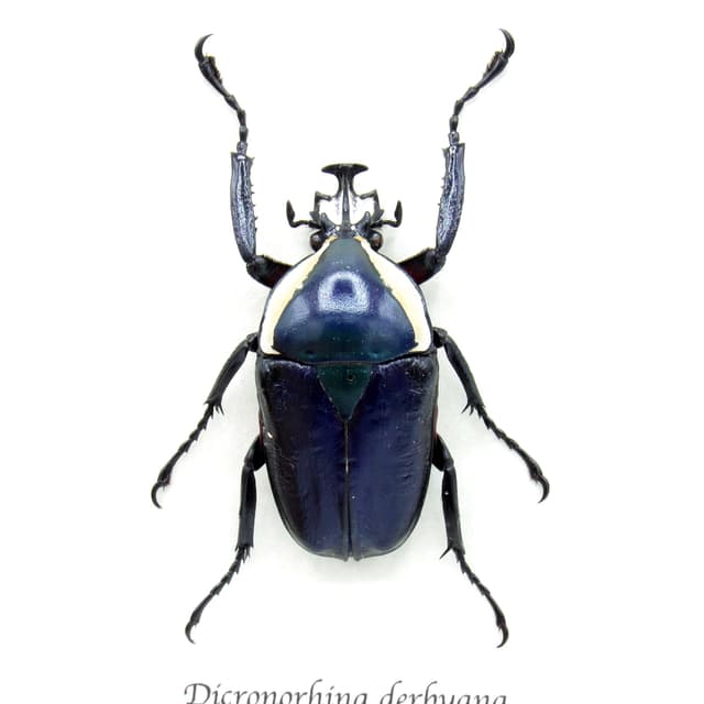 Real Scarab beetle framed taxidermy - Dicronorhina derbyana - purple form