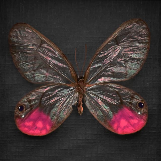 Rare fuchsia glasswing butterfly framed taxidermy - Cithaerias phantoma