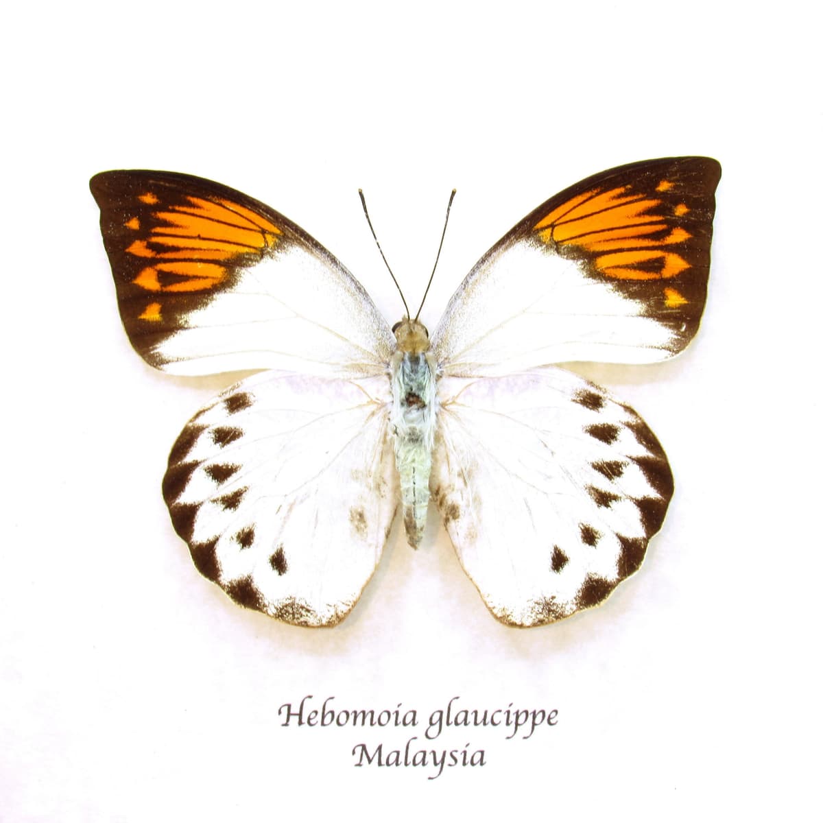 Real Orange Tip butterfly framed taxidermy - Hebomoia glaucippe - female