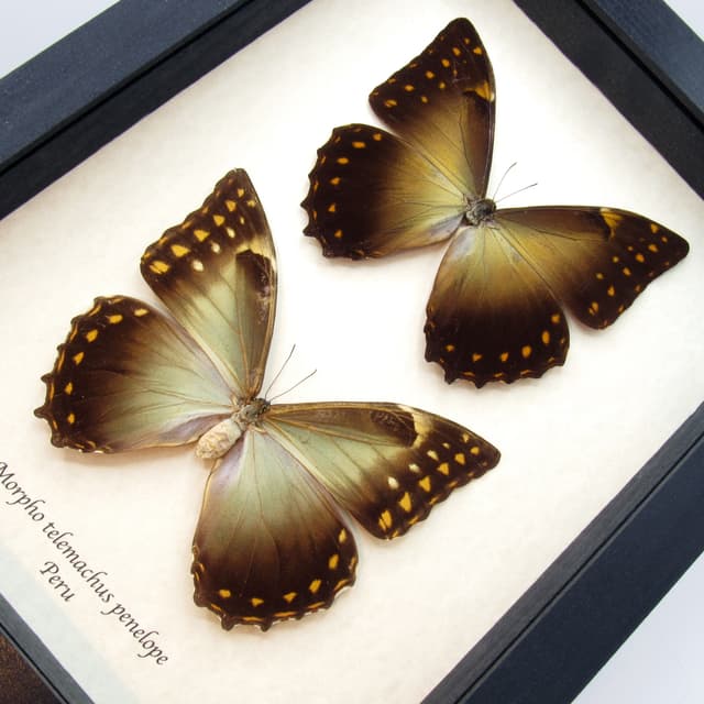 Rare large framed Morpho butterfly taxidermy - Morpho telemachus penelope - male and female pair