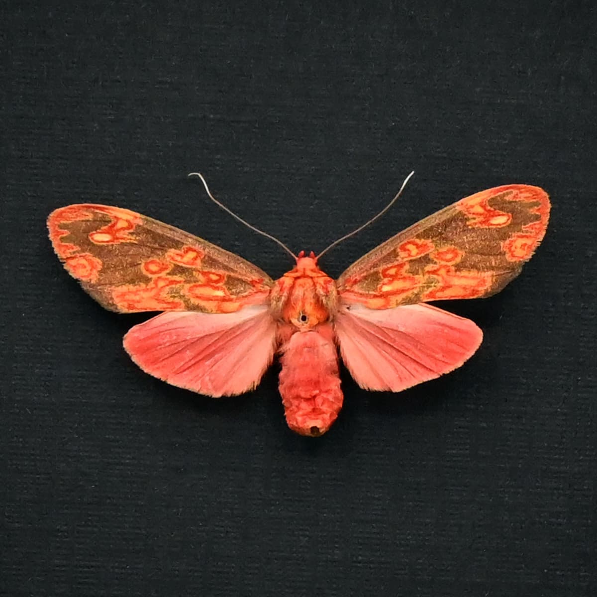 Real framed pink Tiger Moth taxidermy - Melese flavimaculata