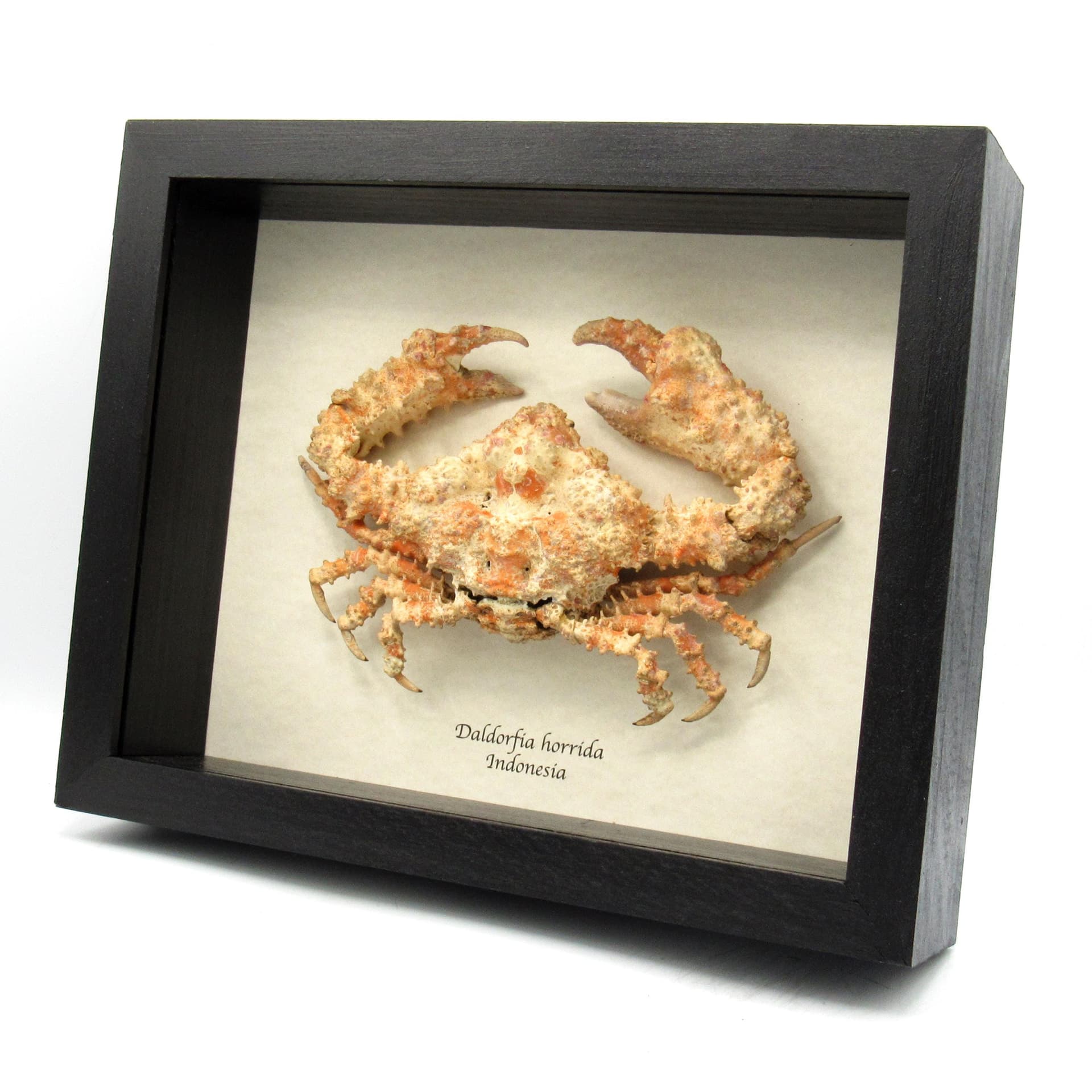 Real Horrid Elbow Crab framed taxidermy - Daldorfia horrida