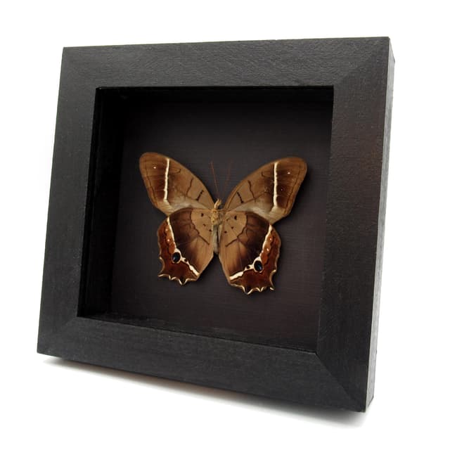 Rare Brown Morpho butterfly framed taxidermy - Antirrhea philaretes avernus