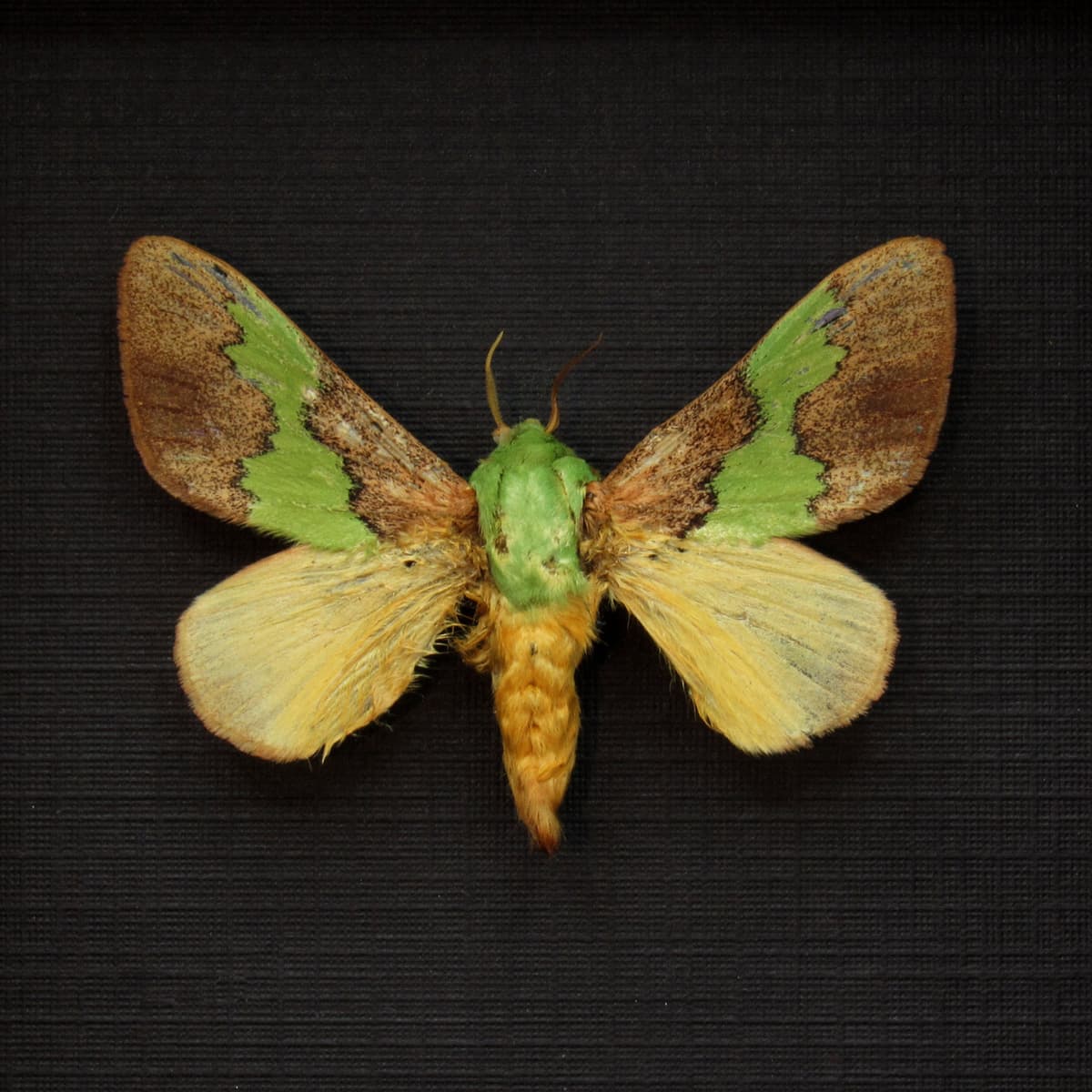Real green Slug Caterpillar moth framed taxidermy - Latoia vitilena