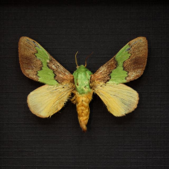 Real green Slug Caterpillar moth framed taxidermy - Latoia vitilena