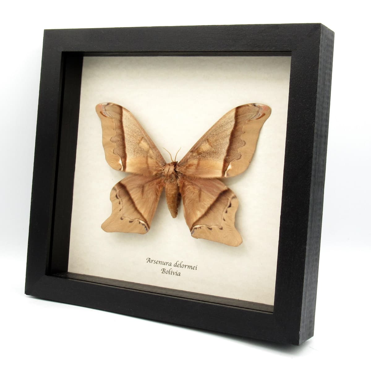 Massive rare Saturn moth framed taxidermy - Arsenura delormei