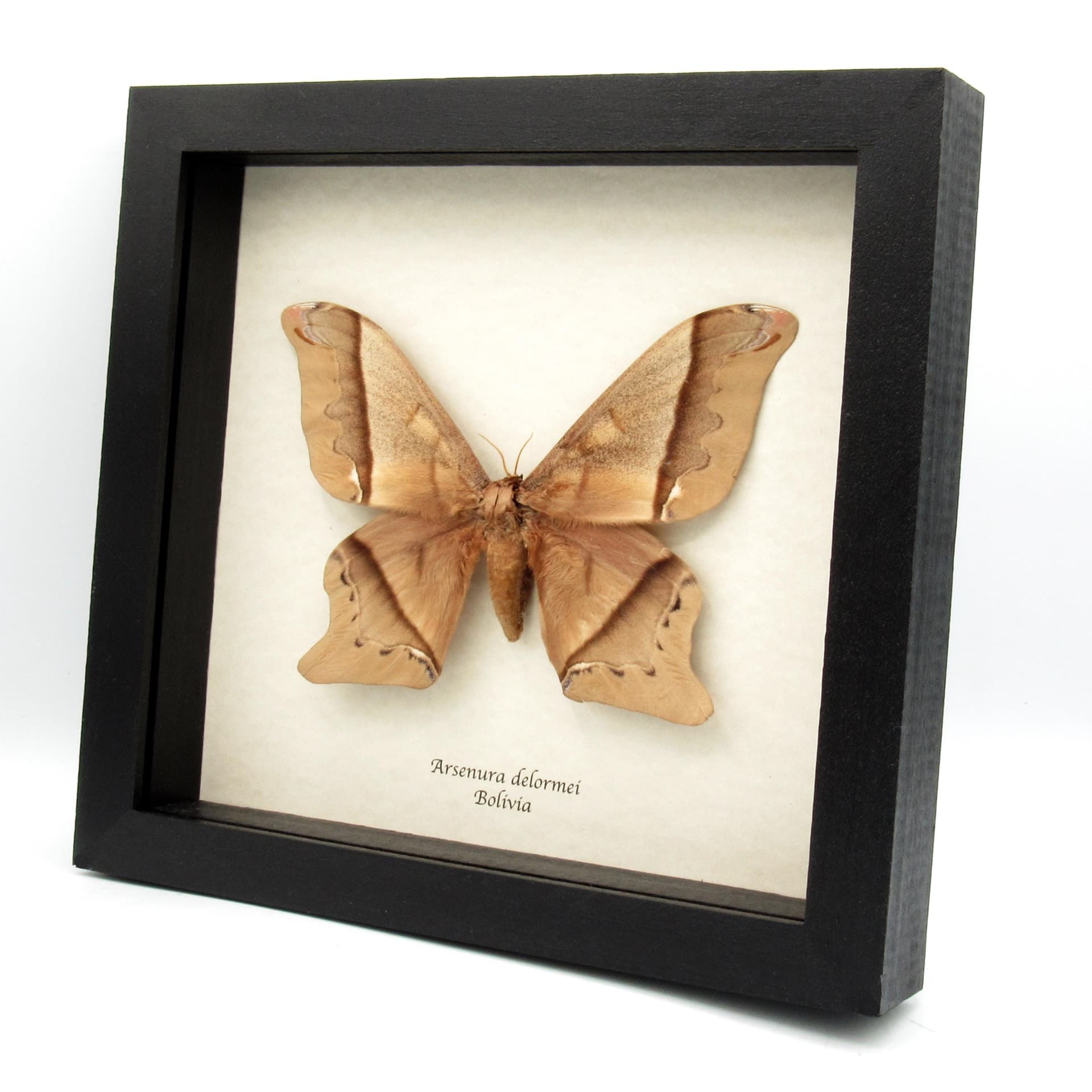 Massive rare Saturn moth framed taxidermy - Arsenura delormei