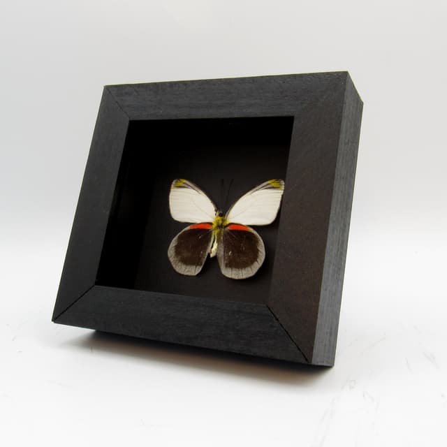 Rare Delias butterfly framed taxidermy - Delias dohertyi knowlei