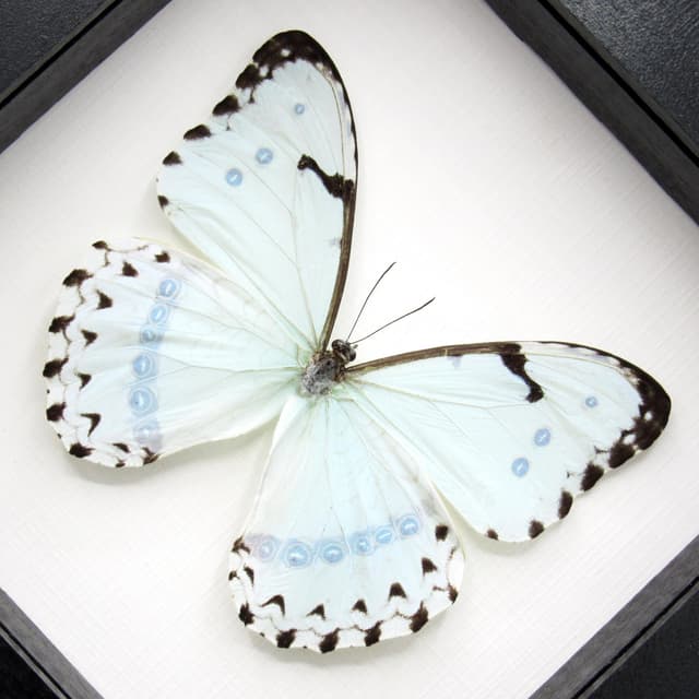 Real large opalescent Mint Morpho butterfly framed taxidermy - Morpho catenaria