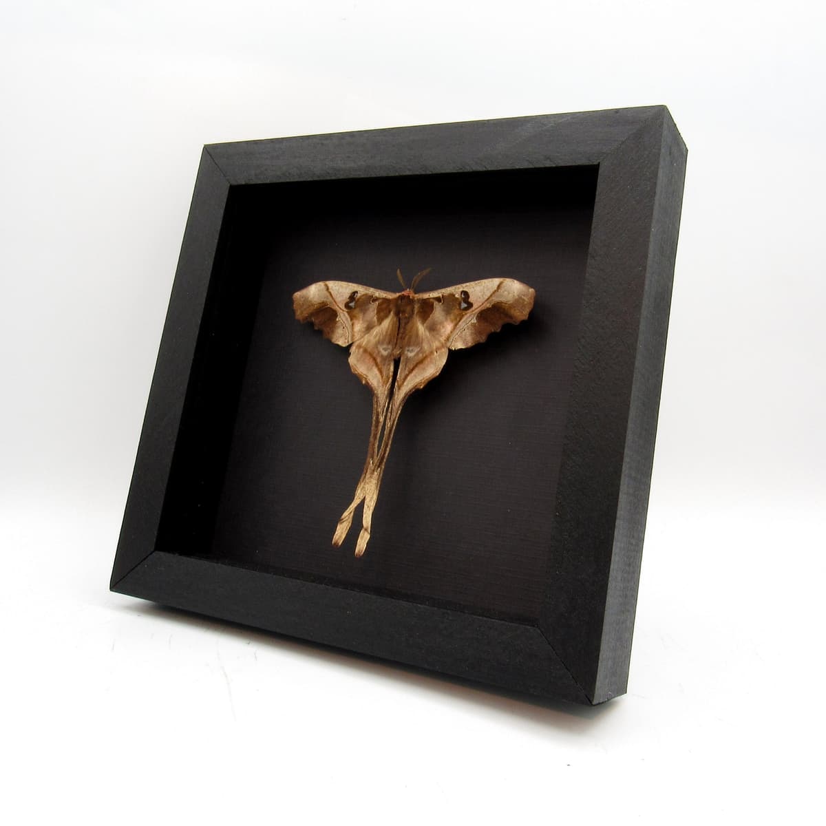 Rare Saturn moth framed taxidermy - Copiopteryx sonthonnaxi - Victorian mount