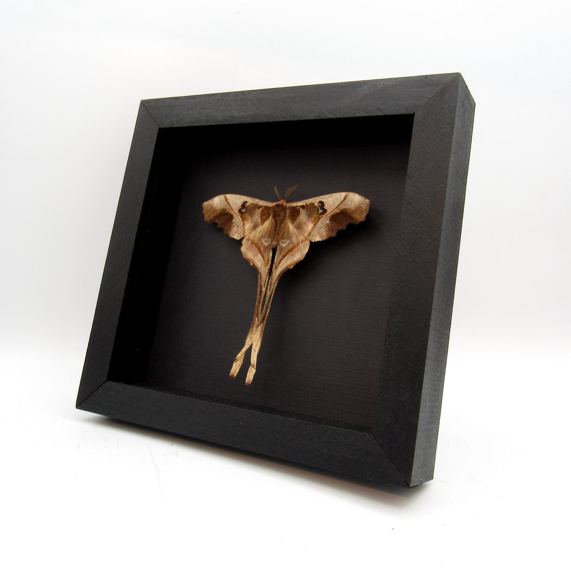 Rare Saturn moth framed taxidermy - Copiopteryx sonthonnaxi - Victorian mount