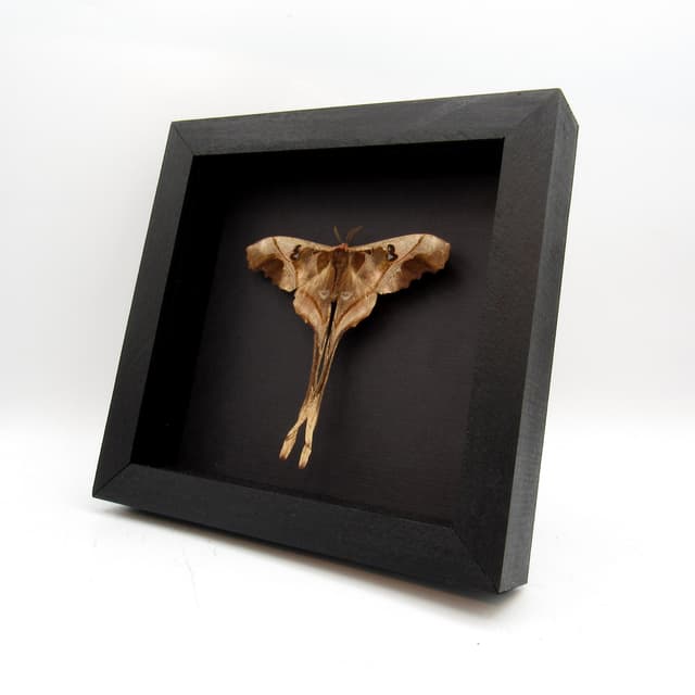 Rare Saturn moth framed taxidermy - Copiopteryx sonthonnaxi - Victorian mount