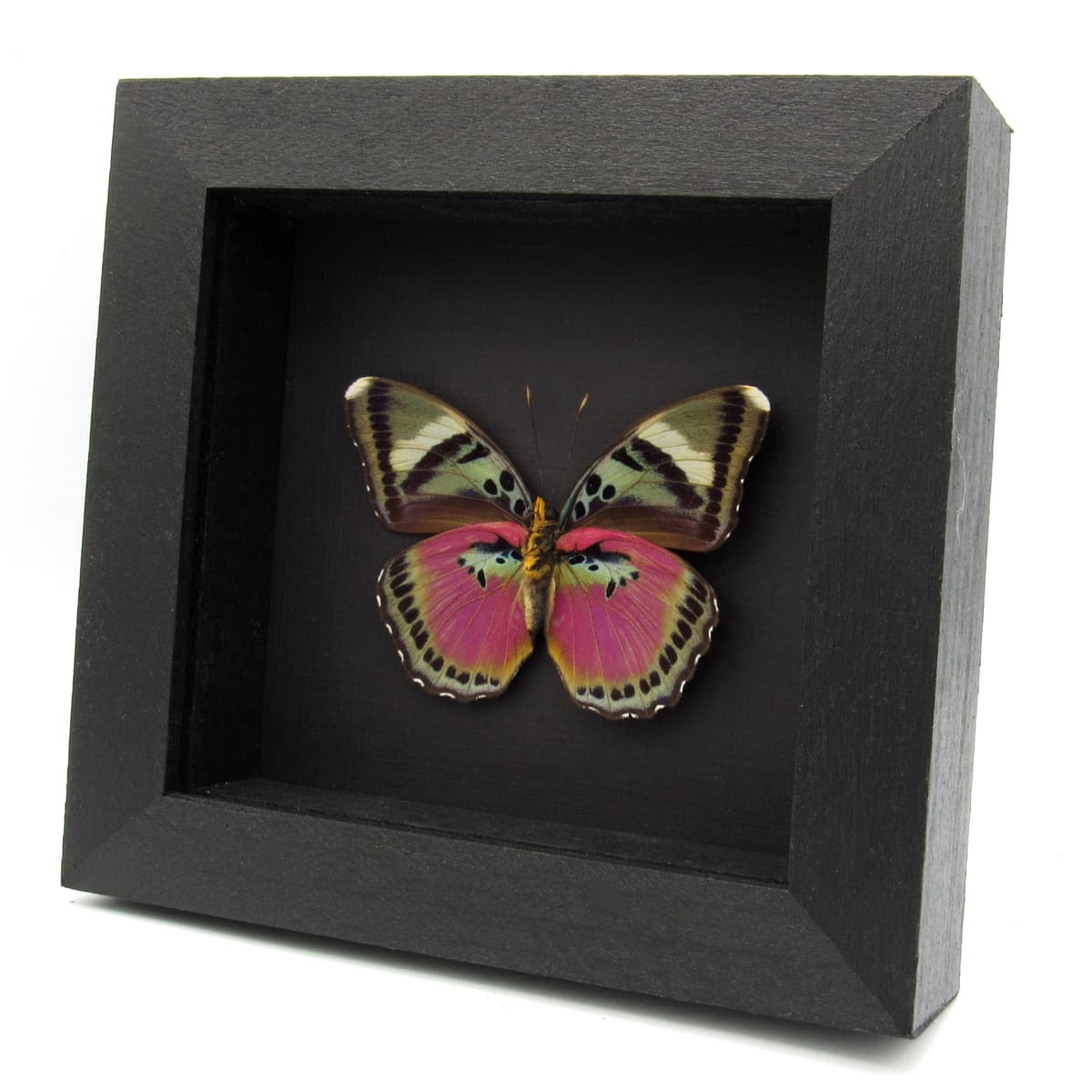 Real Pink forester butterfly framed taxidermy - Euphaedra acuta - large female