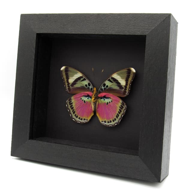 Real Pink forester butterfly framed taxidermy - Euphaedra acuta - large female