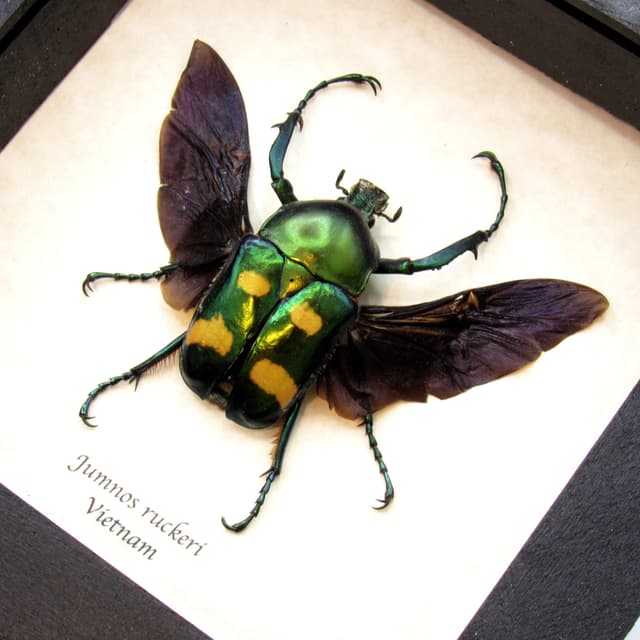 Rare metallic flower beetle framed taxidermy - Jumnos ruckeri
