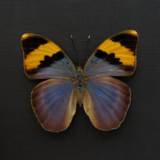 Real blue Forester butterfly framed taxidermy - Euphaedra neophron - female