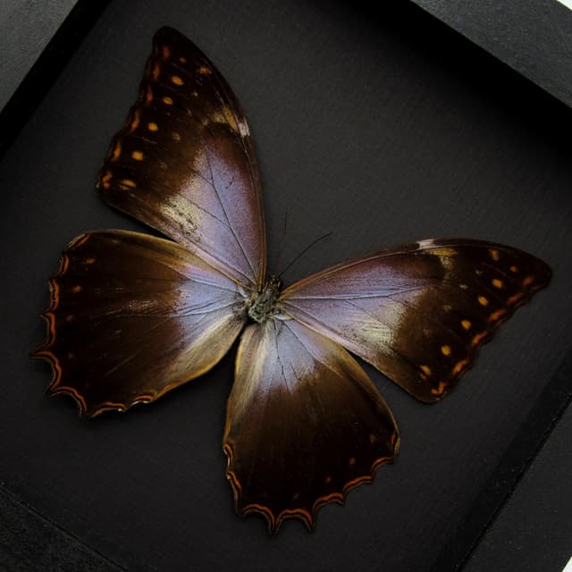 Rare purple Morpho butterfly framed taxidermy - Morpho theseus schweizeri