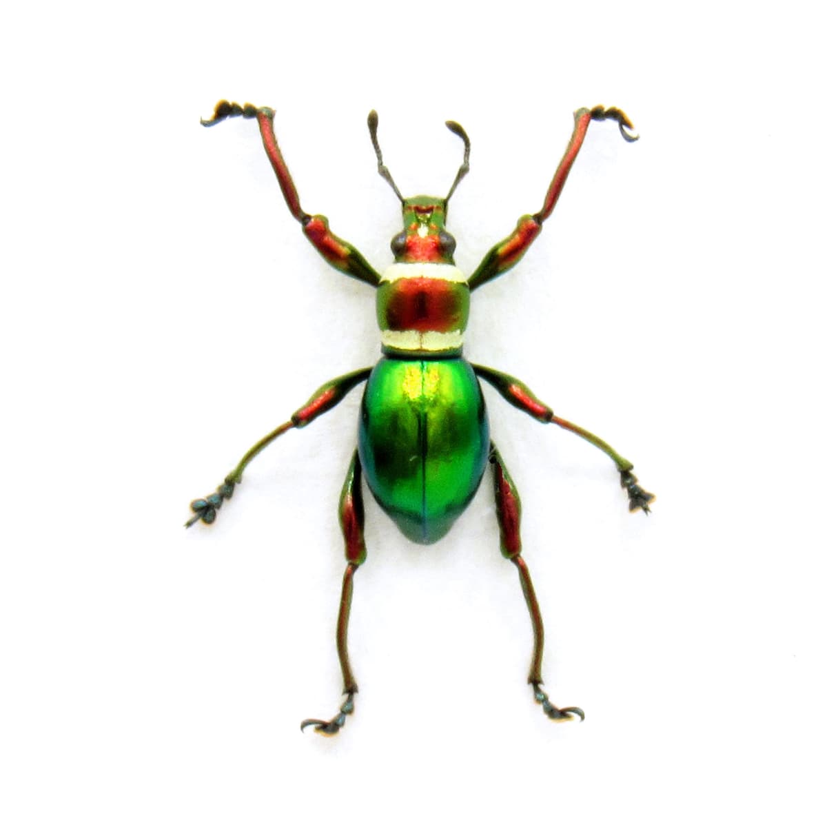 WEEVIL MANIA!  Real metallic red and green Christmas weevil framed taxidermy - Pachyrhynchus subamabilis