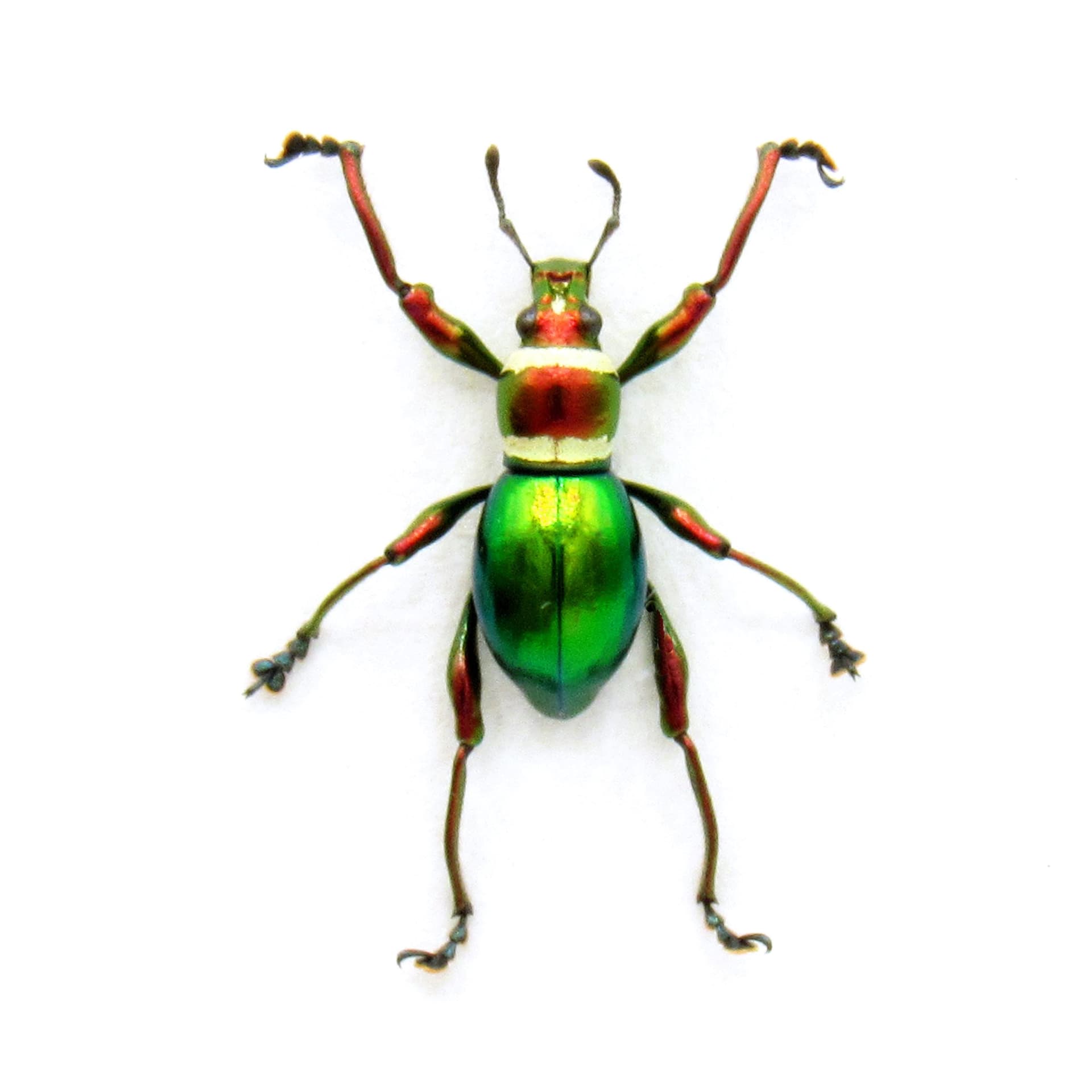 WEEVIL MANIA!  Real metallic red and green Christmas weevil framed taxidermy - Pachyrhynchus subamabilis