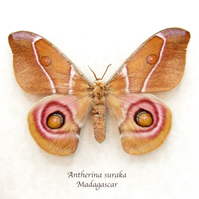 Real Madagascar Bullseye moth framed - Antherina suraka - female