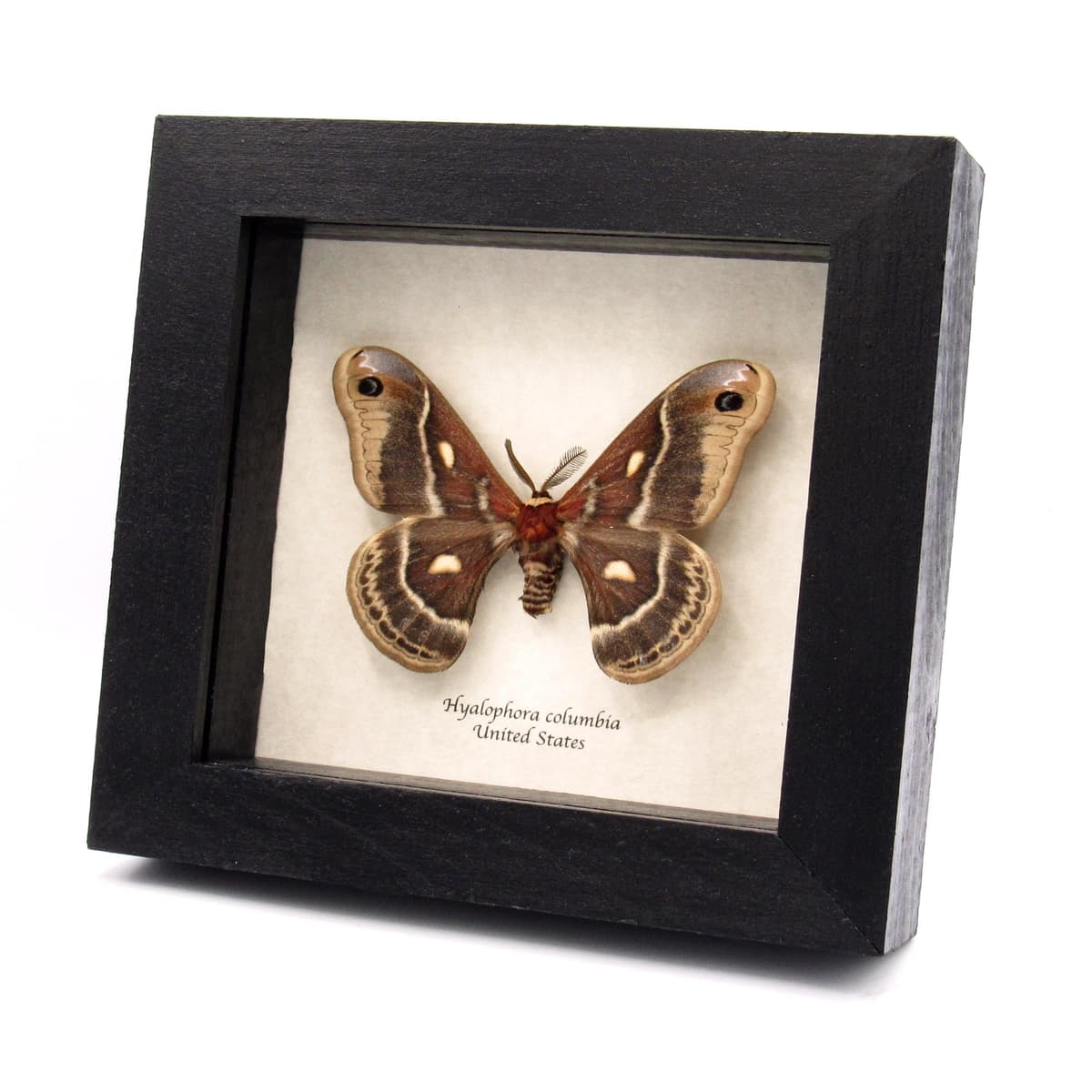 Real framed Columbia Silkmoth specimen - Hyalophora columbia