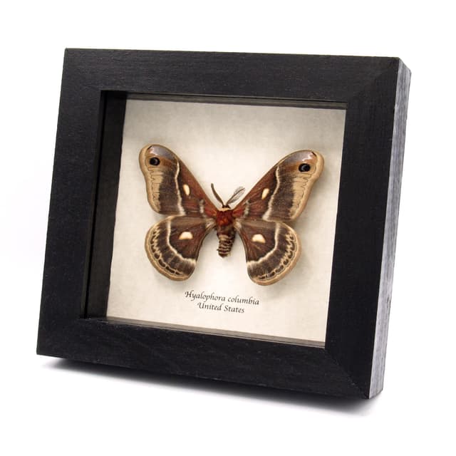 Real framed Columbia Silkmoth specimen - Hyalophora columbia