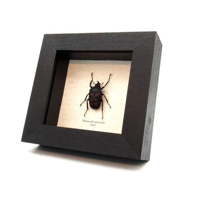 Real flower beetle framed taxidermy - Amaurodes passerinii