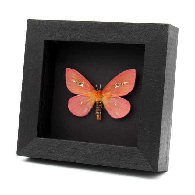 Rare pink moth framed taxidermy - Cerodirphia avenata - large female