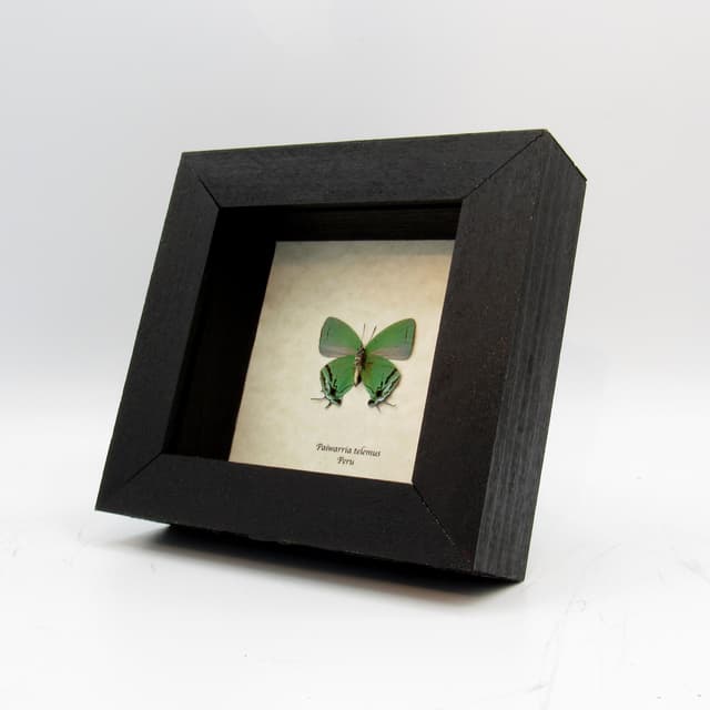 Rare green Hairstreak butterfly framed taxidermy - Paiwarria telemus