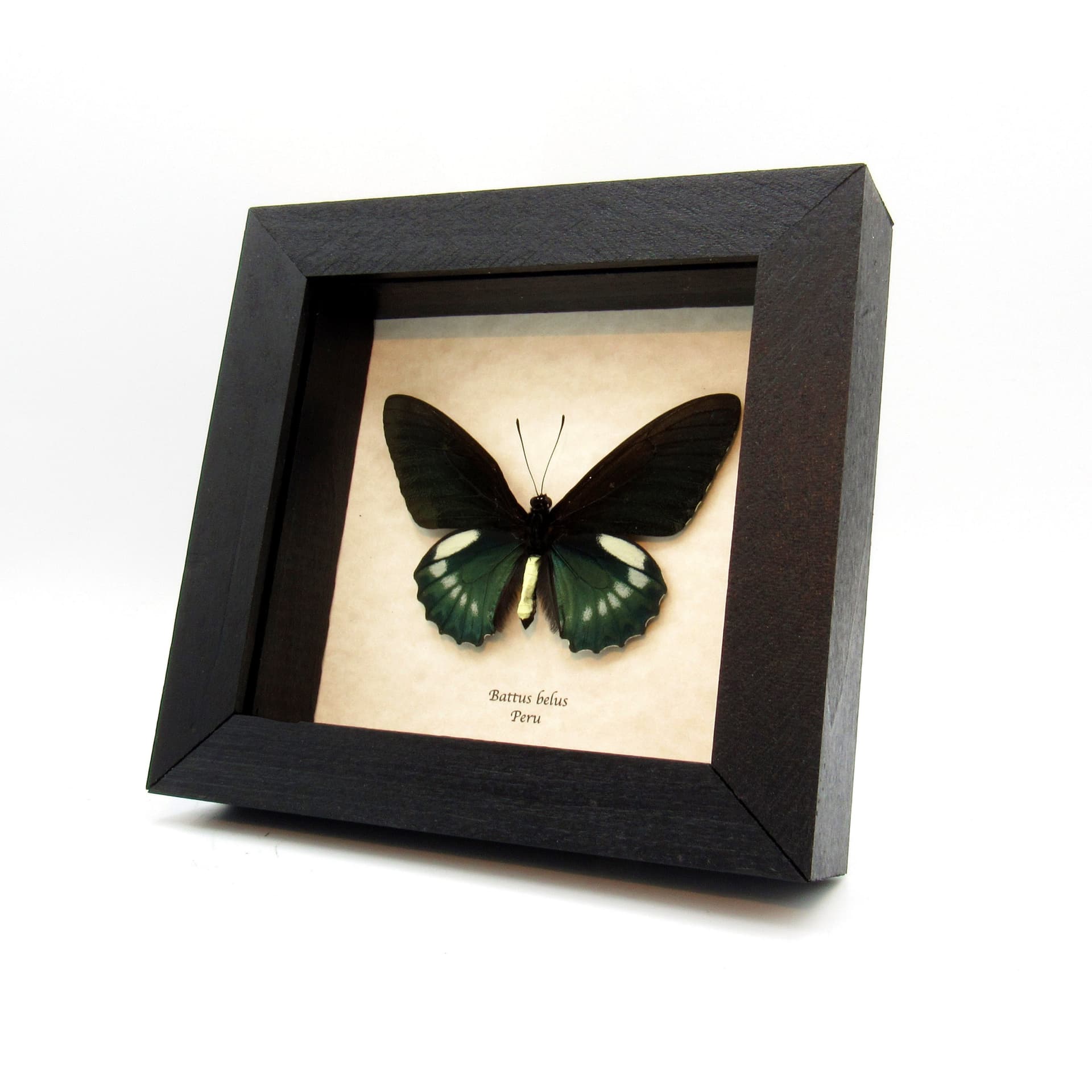 Large iridescent green butterfly framed taxidermy - Battus belus