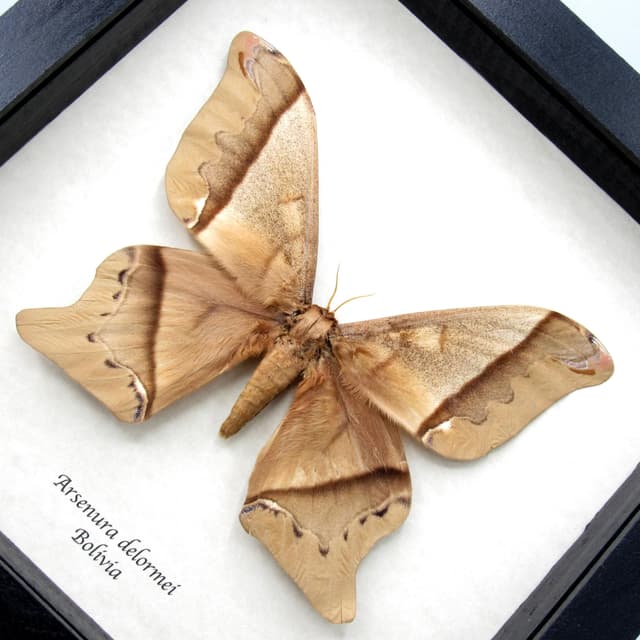 Massive rare Saturn moth framed taxidermy - Arsenura delormei