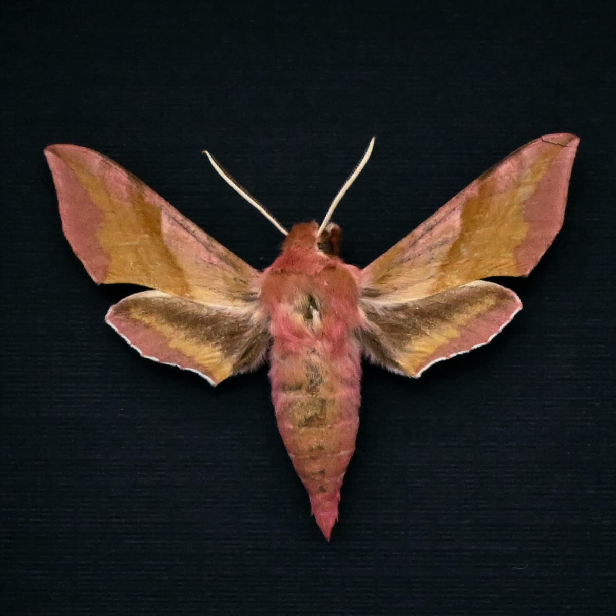 Real pink Elephant Hawk-moth framed taxidermy - Deilephilia porcellus
