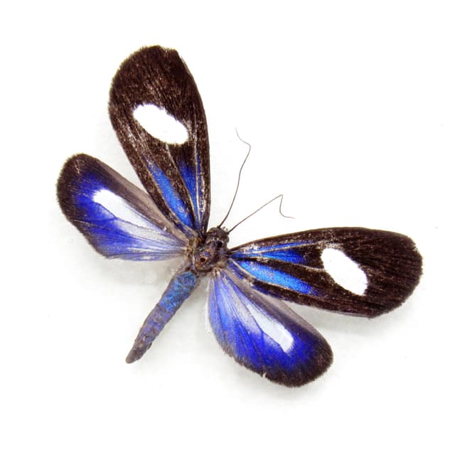 Real tiny blue Arctiid moth framed taxidermy - Euagra azurea