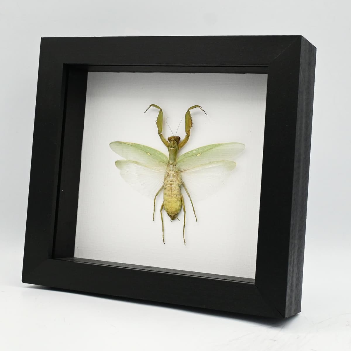 Real large framed Praying Mantis taxidermy - Hierodula patellifera - female