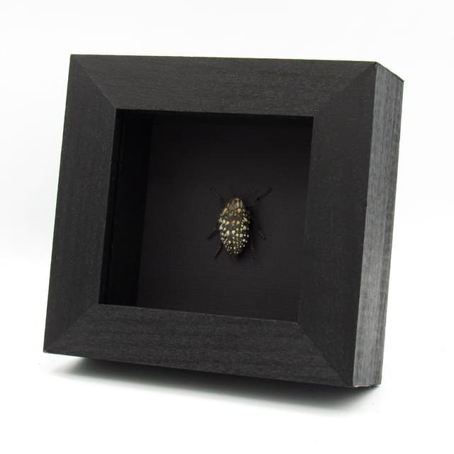 Real furry Jewel beetle framed taxidermy - Julodis sulcicollis