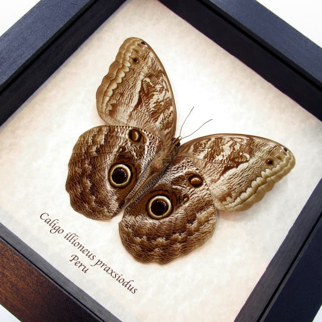 Real Giant Owl Butterfly framed taxidermy - Caligo illioneus praxsiodus