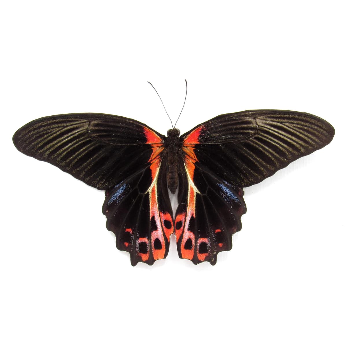 Large Scarlet Mormon red Swallowtail butterfly framed - Papilio rumanzovia - Victorian mount - special color form