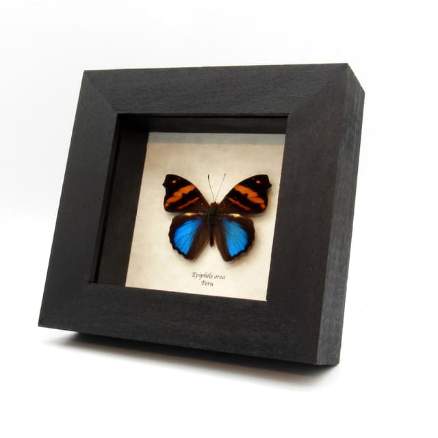 Real butterfly framed taxidermy - Epiphile orea