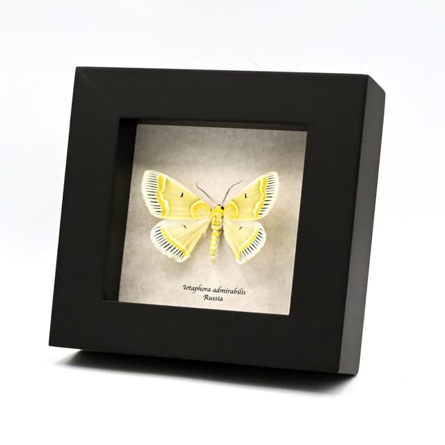 Real green Geometer moth framed taxidermy - Iotaphora admirabilis