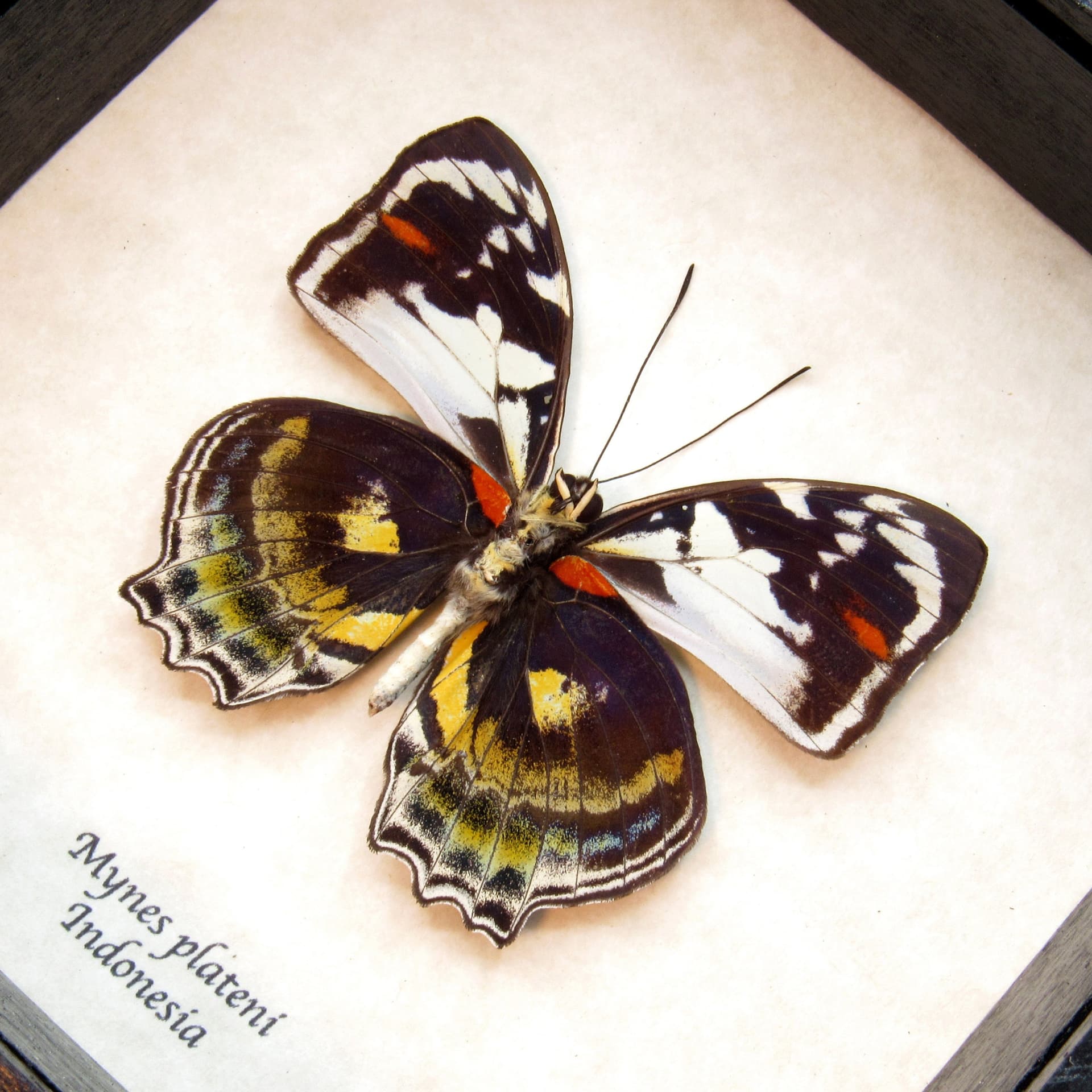 Rare butterfly framed taxidermy - Mynes plateni