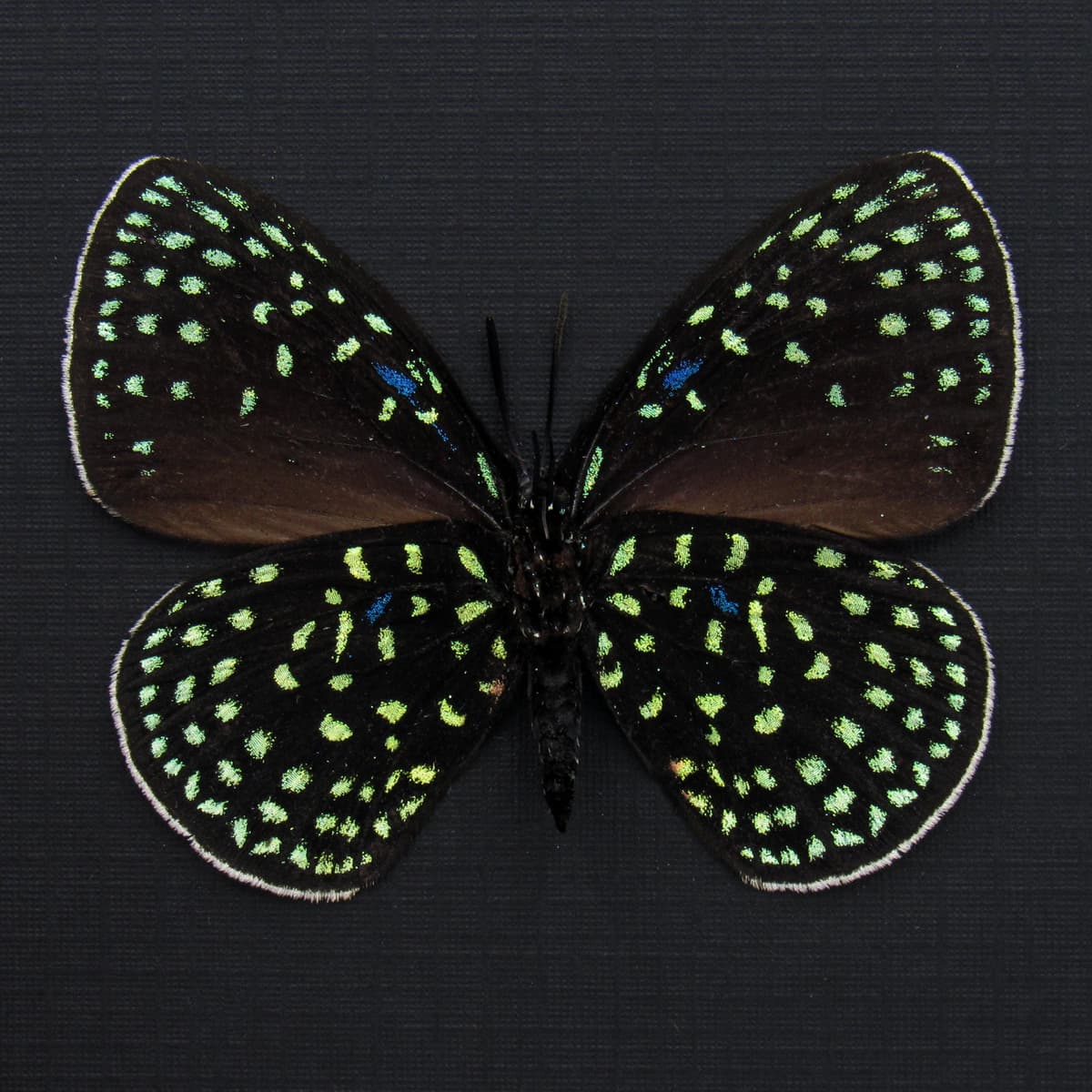 Real metallic framed taxidermy butterfly - Eumaeus debora - female