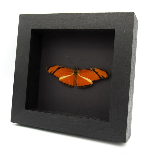 Real orange Julia Longwing butterfly framed taxidermy - Dryas julia - Victorian mount