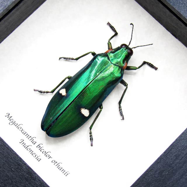 Real metallic green beetle framed taxidermy - Megaloxantha bicolor othanii