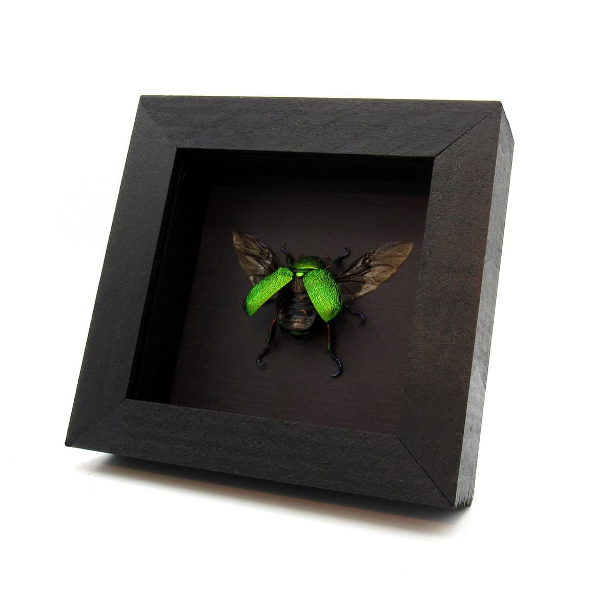 Real metallic green Frog beetle framed taxidermy - Chrysophora chrysochlora - female