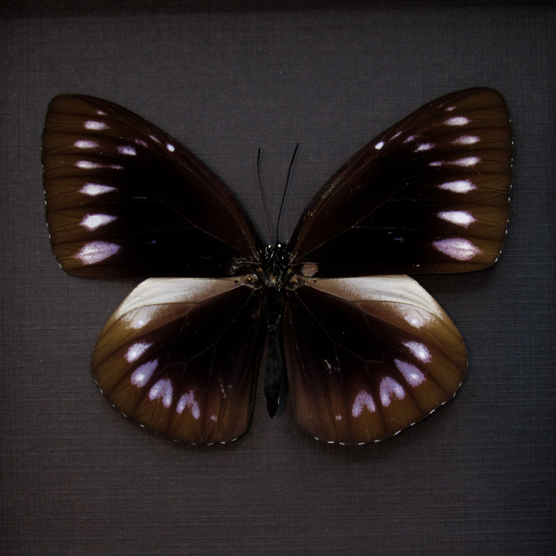 Real King Crow butterfly framed taxidermy - Euploea westwoodi bangkaiensis