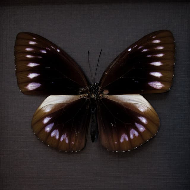 Real King Crow butterfly framed taxidermy - Euploea westwoodi bangkaiensis