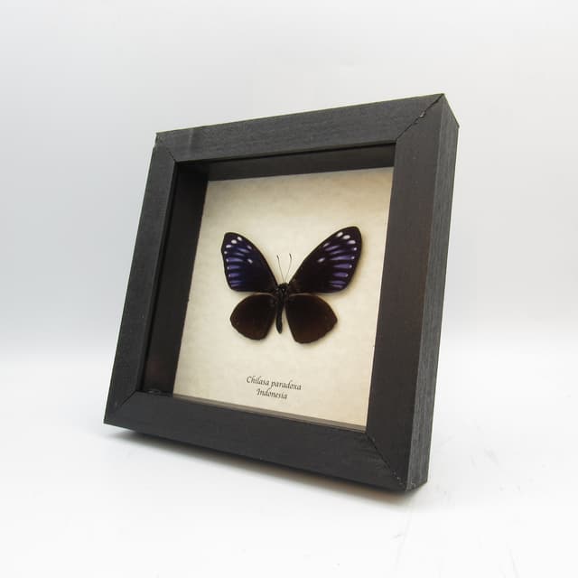 Real iridescent blue butterfly framed taxidermy - Chilasa paradoxa