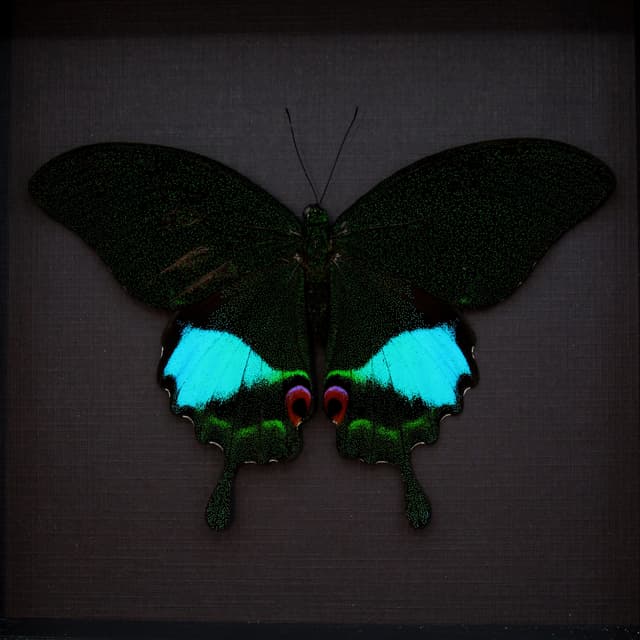 Real Jungle Jade butterfly framed taxidermy - Papilio karna - Victorian mount