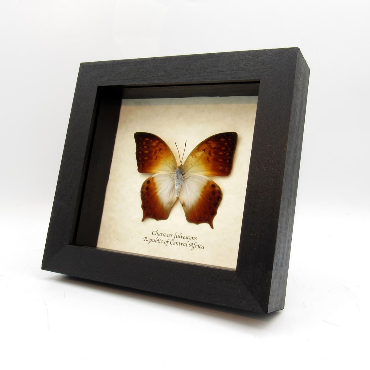 Real sunrise butterfly framed taxidermy - Charaxes fulvescens