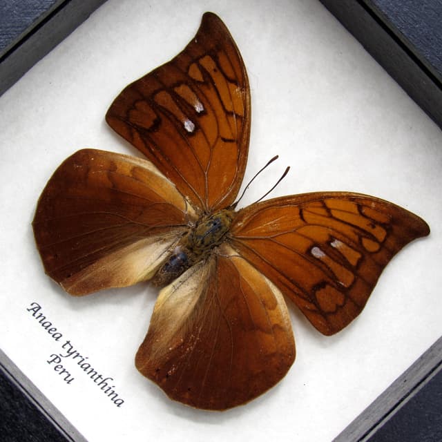 Rare butterfly framed taxidermy - Anaea tyrianthina - large female